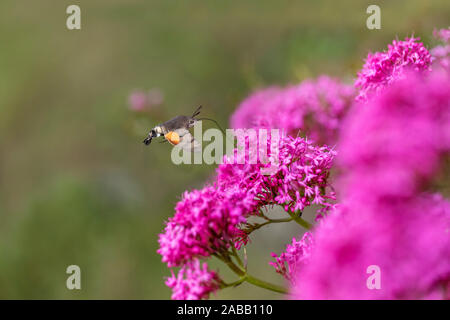 Hummingbird Hawkmoth; Macroglossum stellatarum; Hovering at Red Valerian; UK Stock Photo
