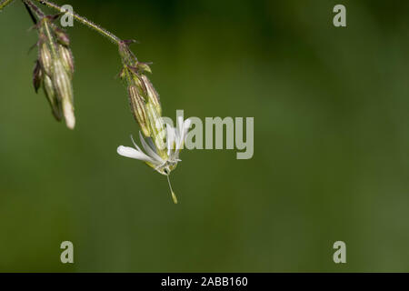 Nottingham Catchfly; Silene nutans; Flowering; Hungary Stock Photo