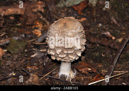 Shaggy parasol Fungus, Macrolepiota rhacodes, Agaricaceae, in a wood. Oxfordshire,UK Stock Photo