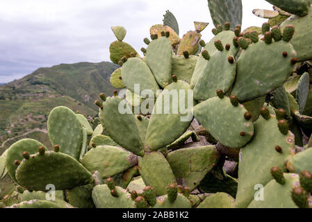 Opuntia plant on the slopes of Castelmola town in the Province of Messina in the Italian region Sicily Stock Photo