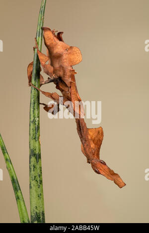 Ghost Mantis (Phyllocrania paradoxa) showing leaf like camouflage Stock Photo