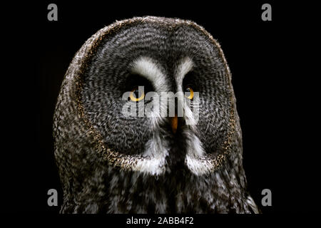 Great grey owl (Strix nebulosa) head on black background