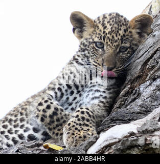A leopard (Panthera pardus) cub waits near its den in a hollow tree for its mother to return from hunting. Serengeti National Park, Tanzania Stock Photo