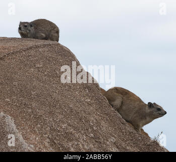 Yellow-spotted rock hyrax or bush hyrax (Heterohyrax brucei) on the rocky outcrop where they live. Serengeti National Park, Tanzania. Stock Photo