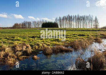 Water on a green field, trees without leaves and blue sky Stock Photo