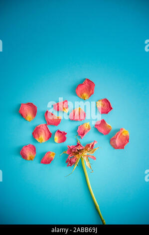 dried red rose with petals spread around on a blue background Stock Photo