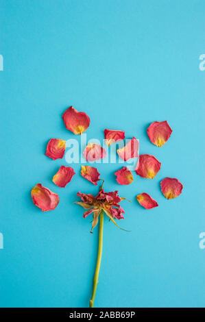 dried red rose with petals spread around on a blue background Stock Photo