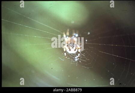 Spider and web with rain droplets - taken in garden, UK circa late 1960's early 1970's. Stock Photo