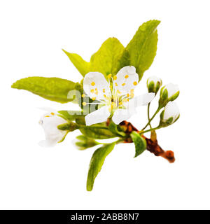 Flowering plum branch isolated on a white background. Fruit tree flower Stock Photo