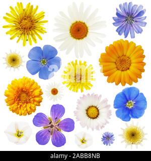 Large collection of wildflowers isolated on a white background. Plants are used in various medications Stock Photo
