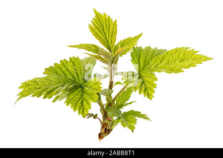 Young leaves on a raspberry branch isolated on white background Stock Photo