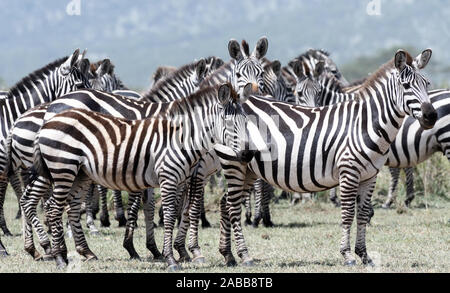 A group of  plains zebra (Equus quagga, formerly Equus burchellii) pause during their migration. Serengeti National Park, Tanzania. Stock Photo