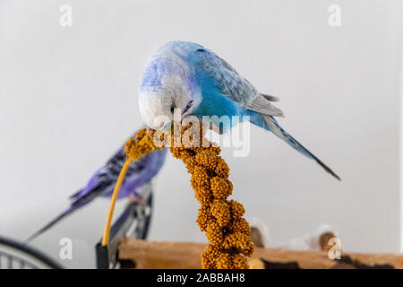 blue budgie eats millet plunger Stock Photo