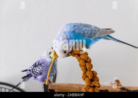 blue budgie eats millet plunger Stock Photo