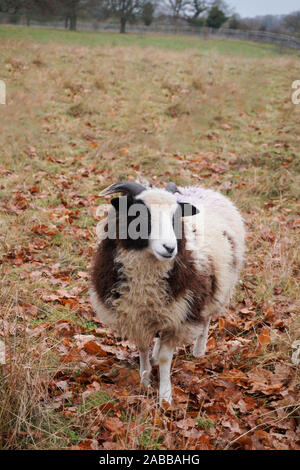 Jacob sheep standing in a field, England, UK Stock Photo