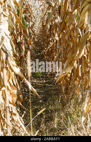 Maisfeld mit Maiskolben kurz vor der und während der Ernte Stock Photo