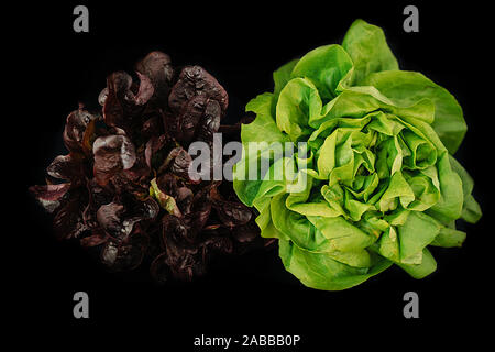 Red Oak leaf lettuce and green salad lettuce on black background Stock Photo