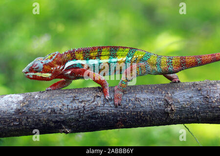 Chameleon panther walking along a branch, Indonesia Stock Photo