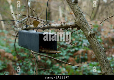 Plastic Dormouse nest box tied to a tree branch in woodland. Stock Photo