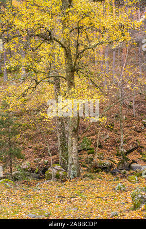 Birch with a carpet of fallen leaves on a birch grove, in autumn Stock Photo