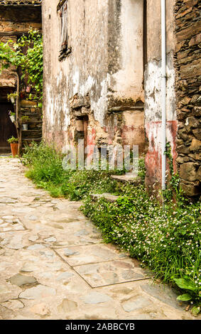 White wildflowers and rustic plaster walls line a path through the village of Talasnal, Portugal Stock Photo