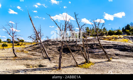 Dead trees caused by minerals and fumes of now dried up springs in the Mammoth Springs area of Yellowstone National Park, Wyoming, United States Stock Photo