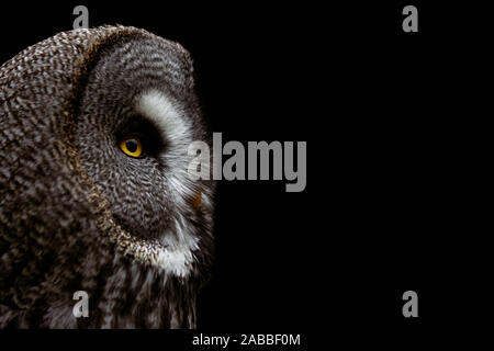 Side view of a Great grey owl (Strix nebulosa) isolated on black. Stock Photo