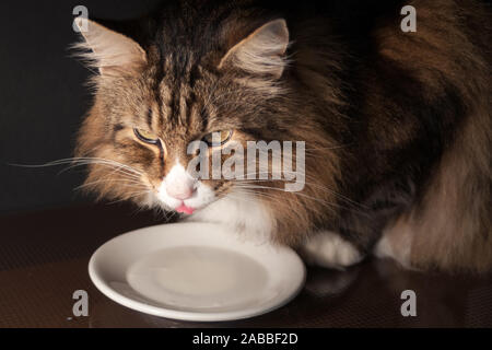 close-up of a beautiful norwegian forest cat drinking milk out of a saucer in dim light. little tongue out. Stock Photo