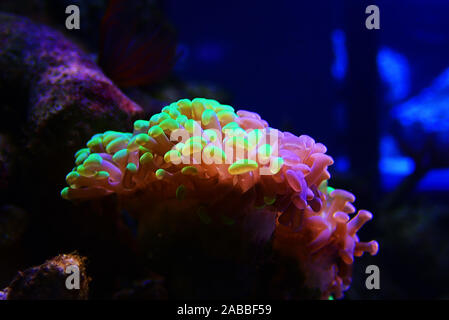 Euphyllia paraancora colorful LPS coral in closeup underwater scene Stock Photo