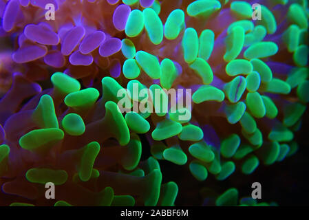 Euphyllia paraancora colorful LPS coral in closeup underwater scene Stock Photo