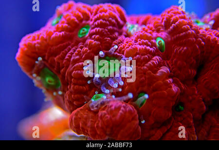 Ultra red Favia brain LPS coral in macro photography Stock Photo