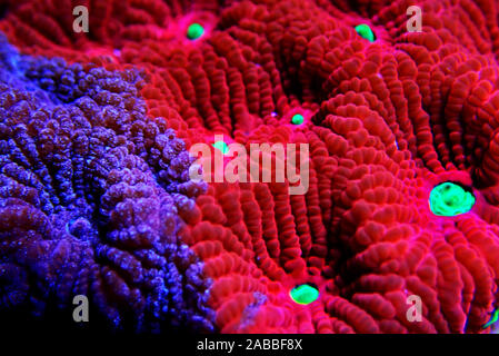Ultra red Favia brain LPS coral in macro photography Stock Photo