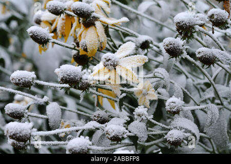 shiny coneflowers, rudbeckia nitida, on cold november morning covered with first snow Stock Photo