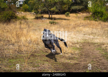 Black greyhound at full speed in a meadow in autumn Stock Photo