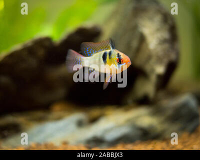 ram cichlid (Mikrogeophagus ramirezi) in a fish tank Stock Photo