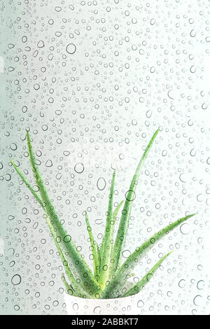 Aloe vera with fresh drops of water. Aloevera close-up for cosmetics, beauty, alternative medicine. Skin care moisturizing concept of natural organic plant. Stock Photo