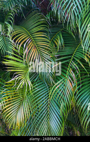 Abstract image of random palm fronds along the Mayan Riviera of the Yucatan peninsula in Mexico Stock Photo