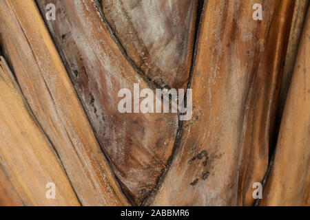 Abstract textural image of an old palm frond branch on the Yucatan peninsula in Mexico Stock Photo