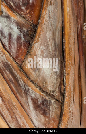 Abstract textural image of an old palm frond branch on the Yucatan peninsula in Mexico Stock Photo