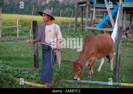 Burmese farmer in conical Asian rice hat returns to the village leading his young cow along the Chindwin River in northwestern Myanmar (Burma) Stock Photo