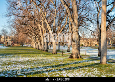 alley of old American elm trees in late fall scenery - historical Oval of Colorado State University campus - landmark of Fort Collins Stock Photo