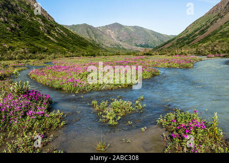 River running through wide open glacial valley full of blooming wildflowers in spring. Wilderness in remote Alaska with no people, no roads and no tra Stock Photo