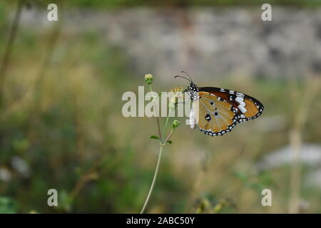 An African Monarch or Plain Tiger butterfly perched on a coatbuttons flower in the beginning of rainy season in Surakarta, Indonesia. Stock Photo