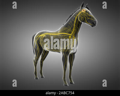 3d rendered anatomy of the equine anatomy - the nervous system Stock Photo