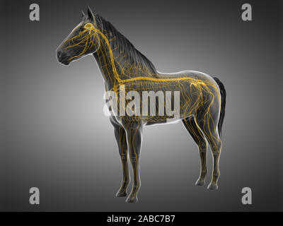 3d rendered anatomy of the equine anatomy - the nervous system Stock Photo