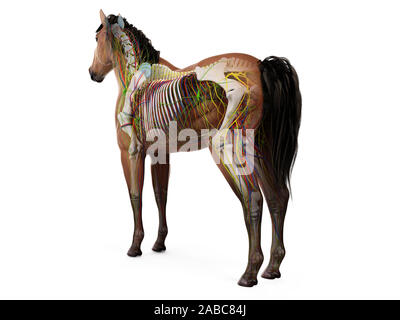 3d rendered anatomy of the equine anatomy Stock Photo