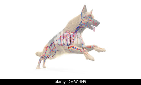 Dog Heart - Anatomy of Circulatory System Stock Photo: 80197081 - Alamy