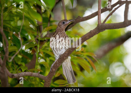 Australasian Figbird  Sphecotheres vieilloti Cairns, Queensland, Australia 30 October 2019        Adult Female       Oriolidae Stock Photo