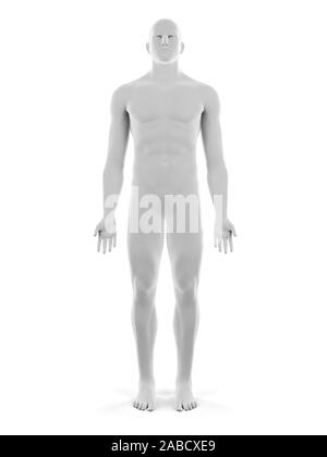 3d rendered medically accurate of the male anatomy Stock Photo - Alamy