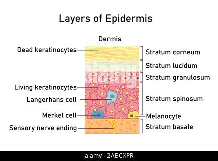 Vector illustration with structure of dermis for medical and educational pictures isolated Stock Vector